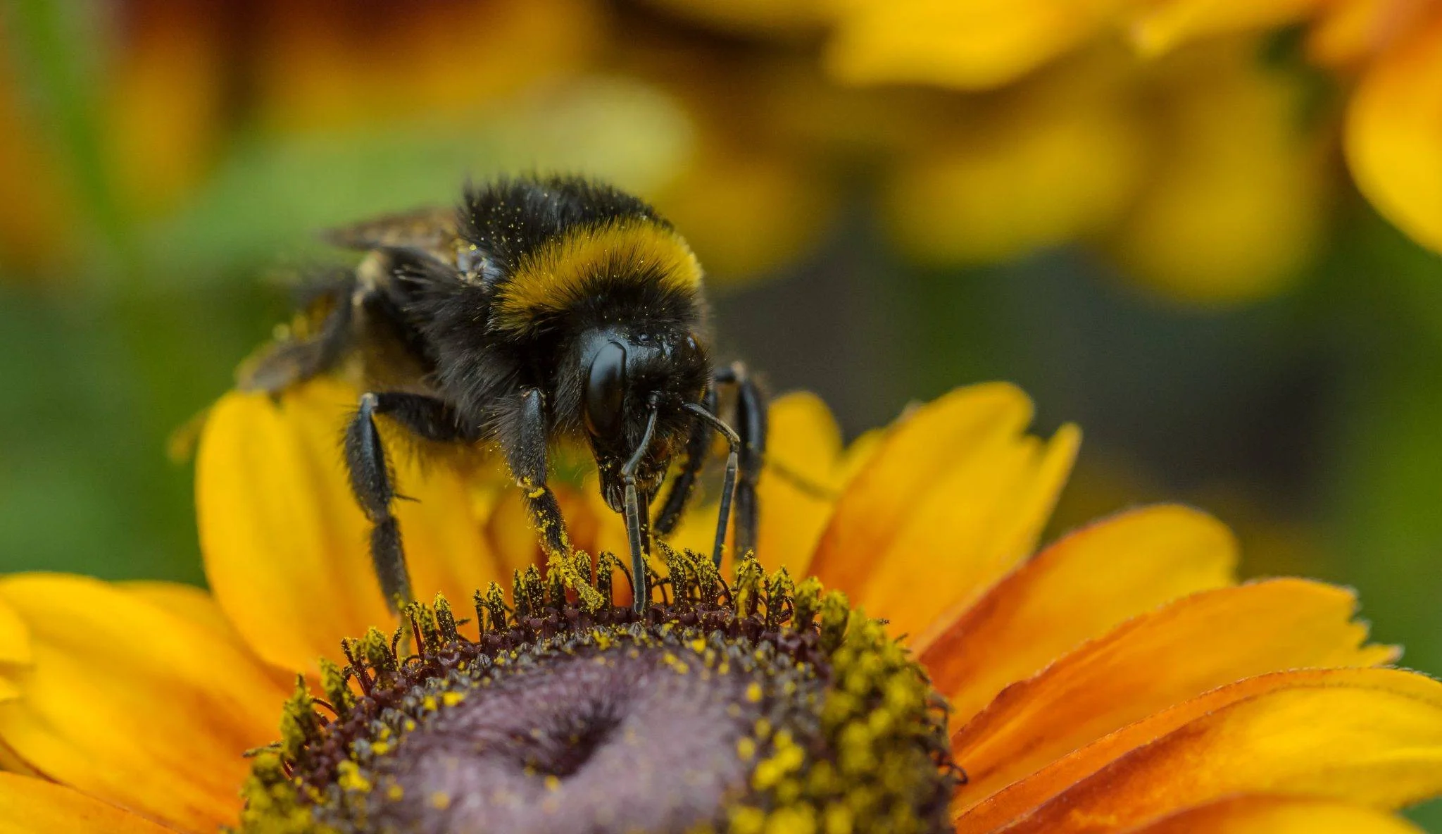 Where do the Bees Go in Winter?