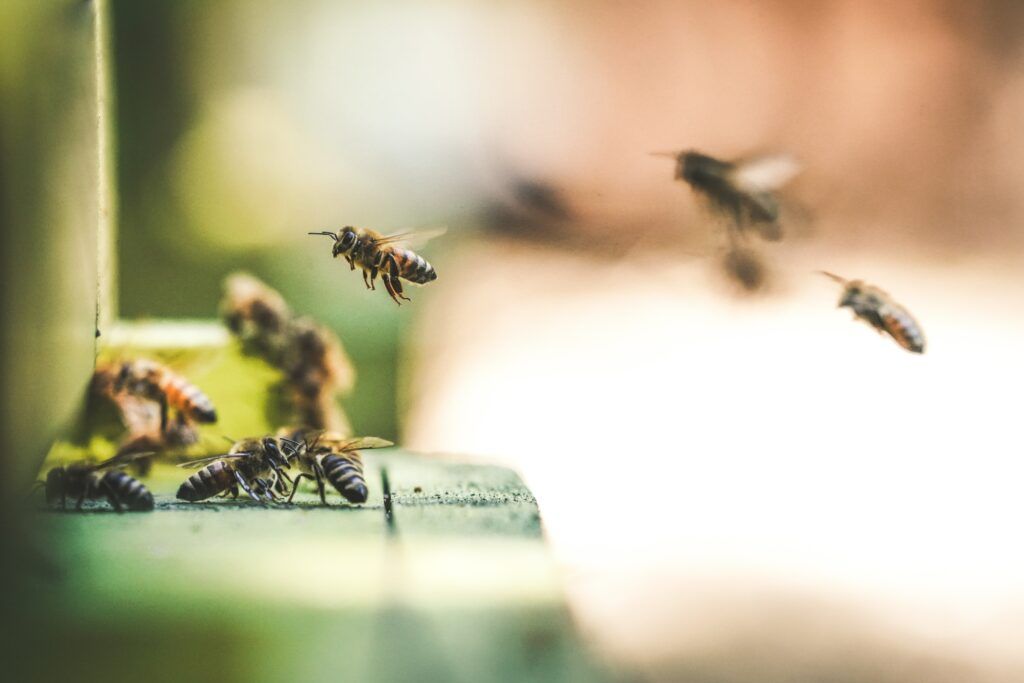 Bees defending their hive | Harrowsmith Magazine