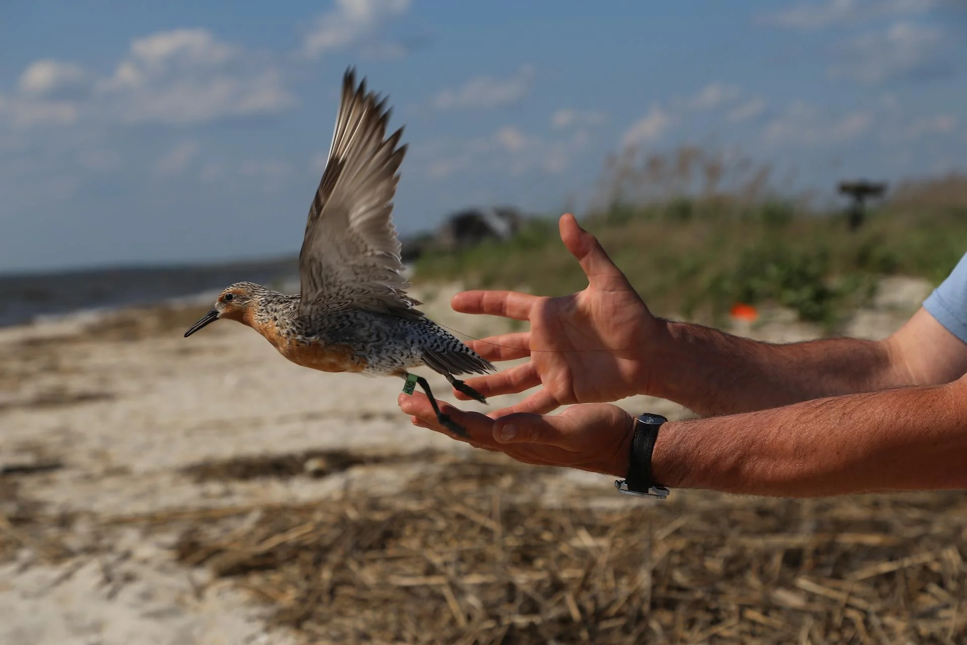 Red Knot