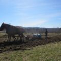 horses pulling a plow