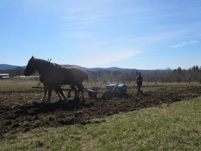 horses pulling a plow