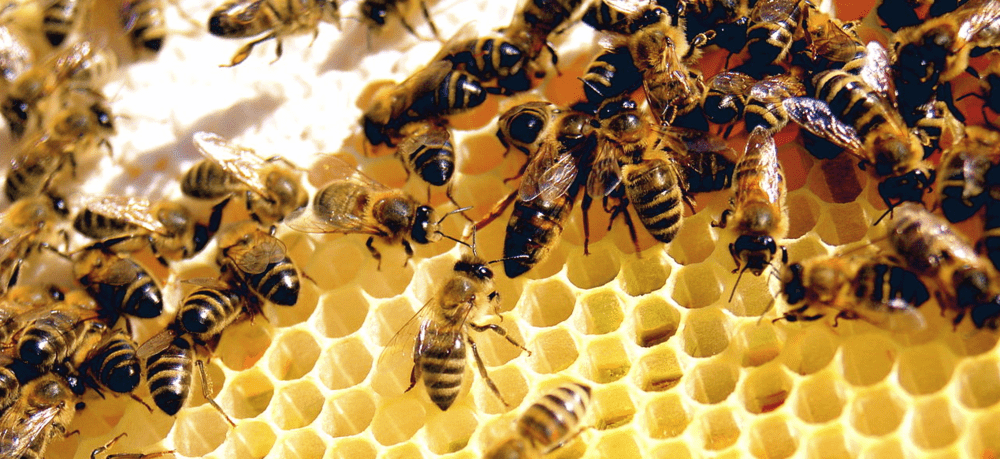 Building the Buzz – Options for Beekeeping