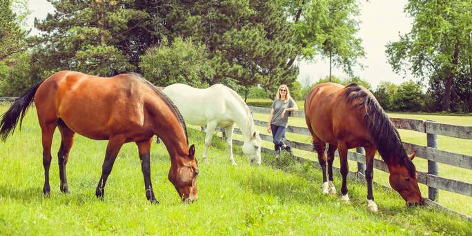 Jenn and horses