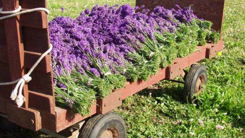 Lavender a little patch of heaven