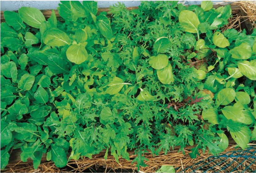 The Food Lover’s Garden Growing