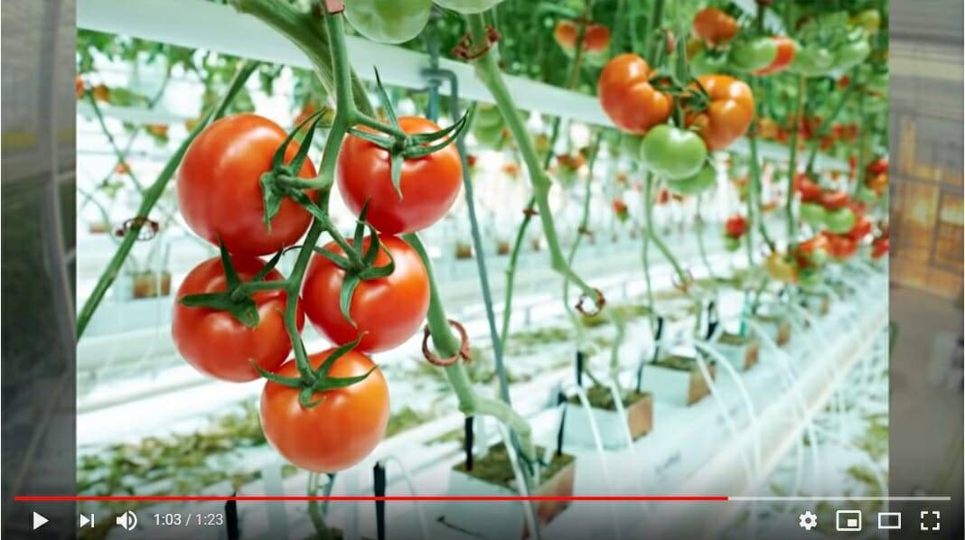 Greenhouse Tomato Time-lapse