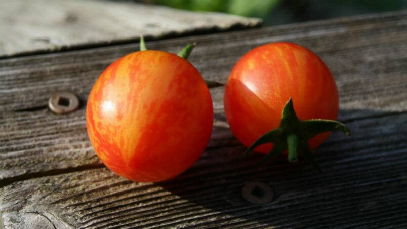 How to Grow ‘Sunrise Bumblebee’ Tomatoes