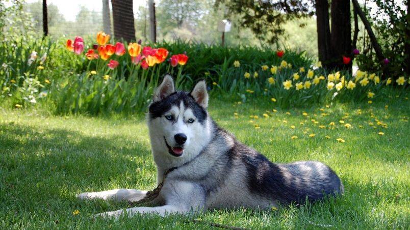 Sharing Common Ground with your Pets