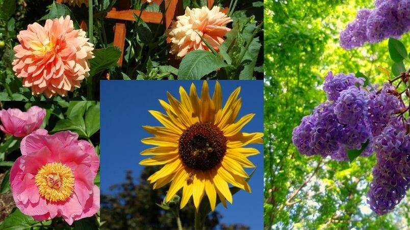 The Best Big Bloomers for Your Garden