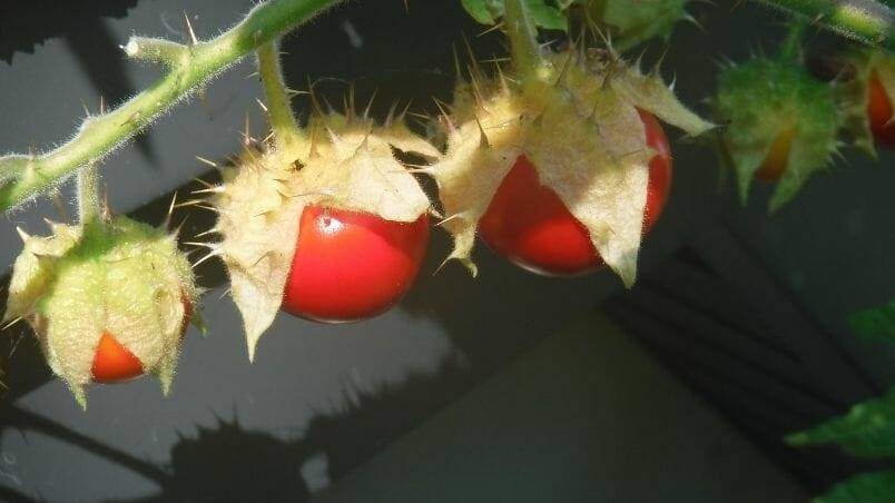 Harrowsmith Jr. – Litchi Tomato has Amazing Flavour