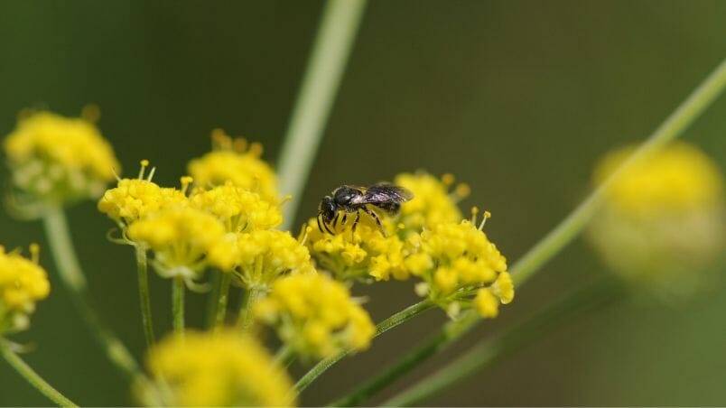Wild About Bees
