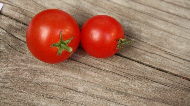 Harrowsmith Jr. – Emma’s Tomato Patch A Tomato Variety Compact Enough for Windowsills