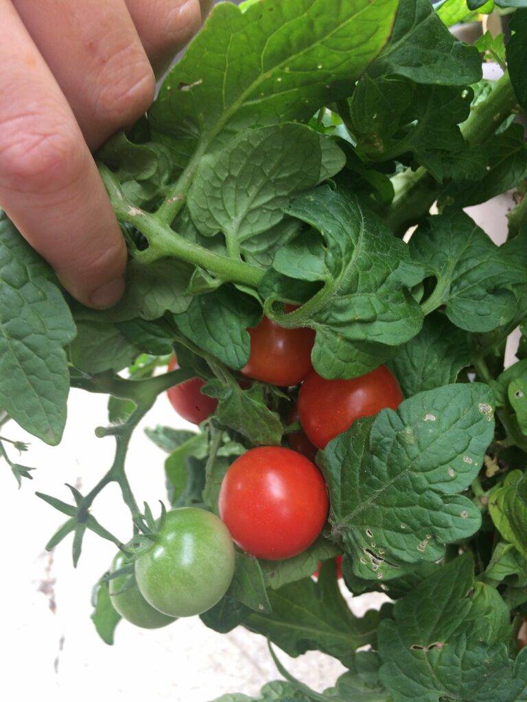 A Tomato Variety Compact Enough for Windowsills 