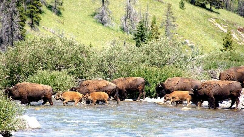 Where the Buffalo Roam – Bison in Banff National Park