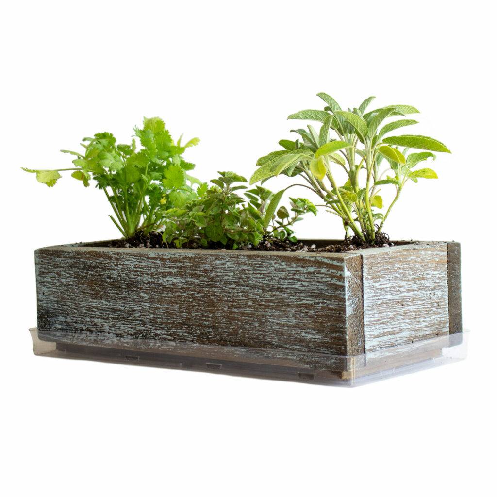 Herbs in a barn wood planter | Harrowsmith Magazine