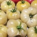 White tomato