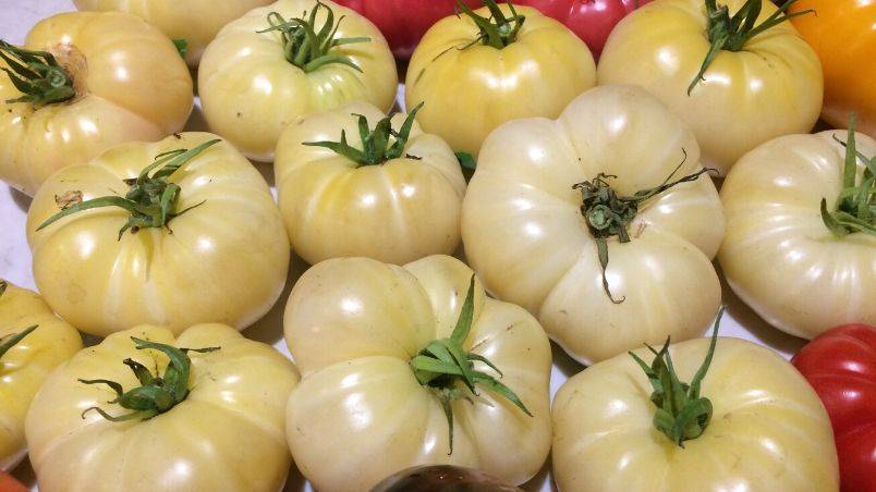 Harrowsmith Jr. – This White Tomato is the Icing on the Cake