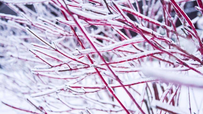 Mark & Ben Cullen’s Tips on Winterizing Your Garden