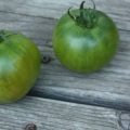 A Delicious Green-When-Ripe Tomato on a Manageable Plant