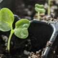 Transplanting Seedlings Is Like Having A Plant Party | Harrowsmith Magazine