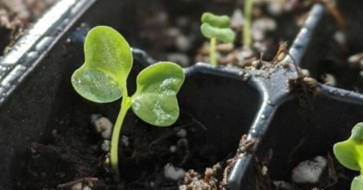 It’s Time for a Seedlings Plant Party