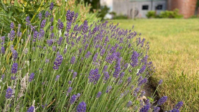 Three ways to use lavender