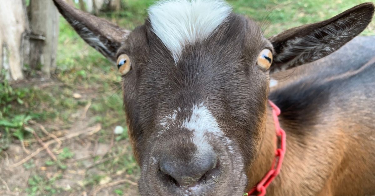 Goat Shmurgling in Port Hope on HarrowsmithMag