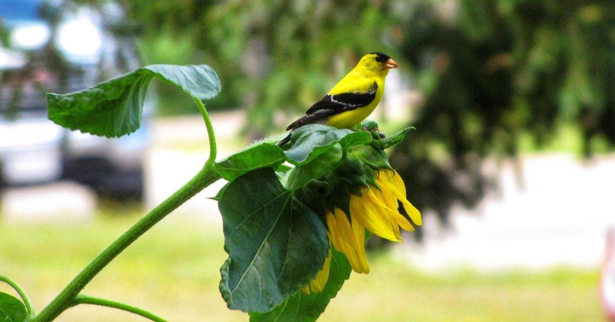 A memory that will be forever etched in my mind. A photograph is a moment in time. It is focused. Sharp. Its geometry can be perfect. A geometry that draws the eye. If a photograph connects with you, it has meaning to you. From this logic I was drawn to the photograph that I took of an American goldfinch. I am not a birder, but I do appreciate all the wonders of Nature, including a quick glimpse of a skittish raptor. With a homemade feeder hanging from a branch at the bottom of a big red spruce tree in the front of our home in Moncton, New Brunswick, birds enjoy a little black-oil sunflower seed during the cold winter months. Black-capped chickadees are usually the first to discover the cache, and then other birds soon join in the pleasure like the blue jay, the nuthatch and the house finch. Birds are excellent foragers. There is never a need to feed birds. If you take the time to watch them, you see them constantly hunting for insects, seed, fruit, and in some instances, sap, to power through the dog days of summer, and the cold bite of winter in February. And once their belly is full, birds cache every bit of extra food in trees, in soil, and yes, possibly even your patio furniture! Nuthatches will drive bird seed into cracks in the bark of firs, with the help of their back, neck and tiny beak as their talons keep them anchored in place. Chickadees will sneak bird seed in the tight curls of the loose bark of the paper birch during the winter, where they sneak for insects in the summer and fall. At home, away from nature preserves and the wild forests that stretch across Canada, birds find other places to cache seed, like siding and flower beds. We have a flower bed in the front of the house where the soil remains exposed throughout most of the year thanks to the canopy of the big red spruce. We’ve been cultivating this bed with perennials, such as butterfly flowers, cone flowers and black-eyed Susans along with many others, to offer a small gift of food to the birds and the bees. The flower bed is work in progress. So during the spring of 2020, as the sun and heat helped support the growth of these flowers, to my surprise, other unintended plants emerged. Four sunflower plants sprouted up from the ground shooting up towards the sun as they have done so for centuries. I didn’t think much of it at the time, and let them push on, even if they didn’t follow the regular pattern of the flowers we had planted. In the end, our dream was to create a naturel oasis for insects and birds to feed on, for added enjoyment, as we watched the flowers blossom into the colours of the rainbow. The sunflowers continued growing throughout the summer outcompeting most of the perennials we had planted. One summer day, Josanne, my wife, asked me why I had planted sunflowers so sporadically across the flower bed. I simply answered, it wasn’t me, it was the birds. We both smiled at the thought of our little friends helping us create the beauty of the flower bed. That summer, these four sunflowers, one with two flowers, reached three feet tall, and eventually the green buds opened up into an explosion of bright yellow, smiling at the people that walked passed them along the sidewalk. A bit of joy during a global pandemic. And on a midsummer day, as we sat in the living room tucked away from that heat, and I sipped on an afternoon coffee, a bright yellow feathery streak of light drew my attention to one of the sunflowers that was dancing just outside the picture window. An American goldfinch was perched on the sunflower plucking away at the petals tossing them left and right. And when all looked safe to proceed, the goldfinch leaned forward and plucked away at the sunflower seed, not yet ripe, but available for the taking! As it crunched down to split the shell from the seed to fill its belly, I ran to the bedroom for my camera and shot towards the side door, but ever so quietly closed it behind me. Like a bobcat stocking its prey, I readied the camera and moved towards the corner of the house. As I held my breath and came forward from my blind, I eased into the front of the house where I drew the camera up to my eye, focused and snapped ten photographs. Not many, but maybe enough. Goldie looked at me suspiciously and flew into the big red spruce to carefully survey this unintended disruption, only to return once I was gone. And in that fleeting moment this photograph will be forever etched in my mind. The bewilderment, the excitement, the joy and the satisfaction of that moment will always remain. A bird, that sowed a seed, that grew into a flower, to feed a bird, a lasting memory.