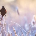 Birds and Beacons of Michigan by Kimberly and John Kotzian