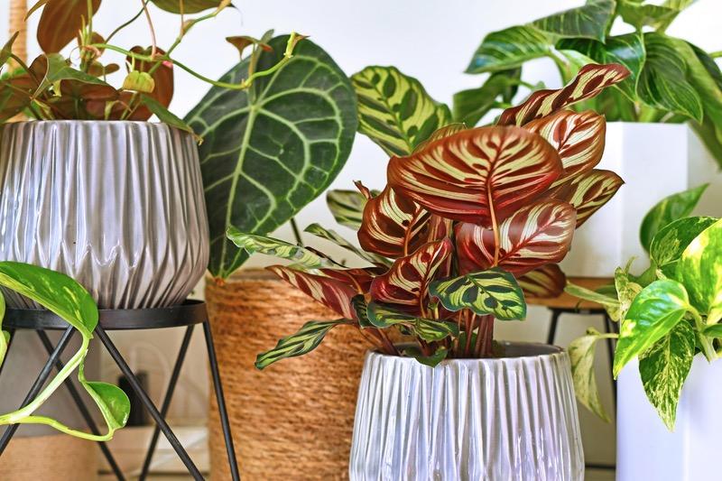 How to get Started with Houseplants