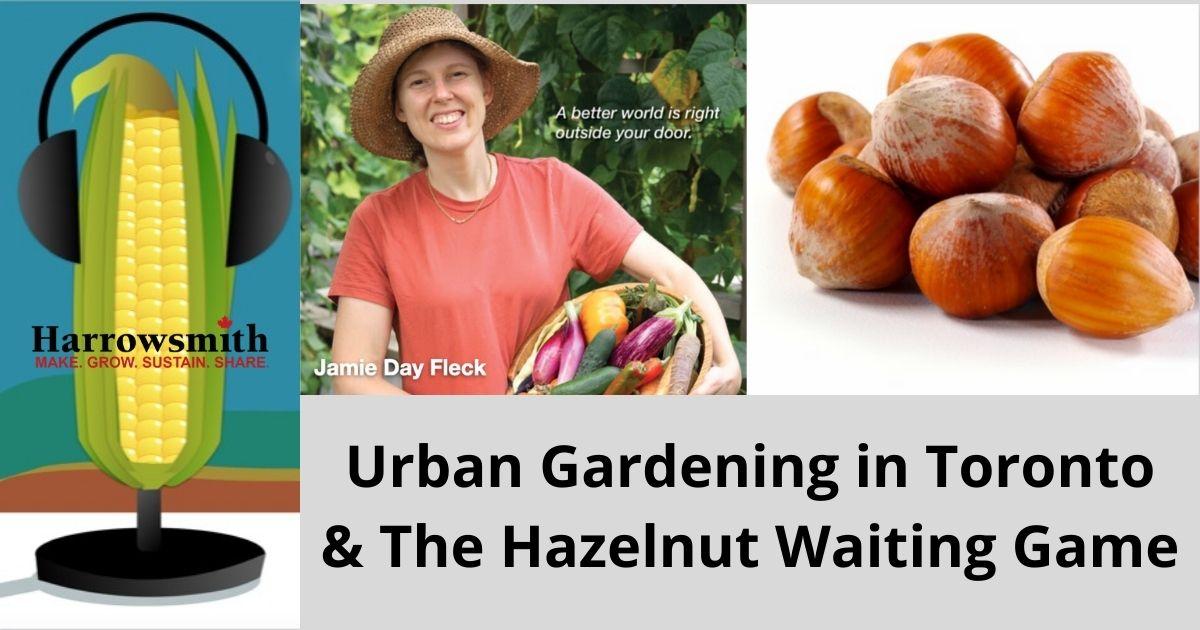 Urban Gardening in Toronto & The Hazelnut Waiting Game