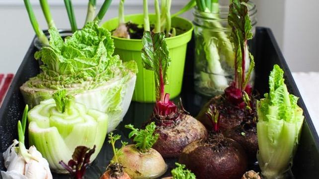 15 Vegetables To Regrow From Scraps