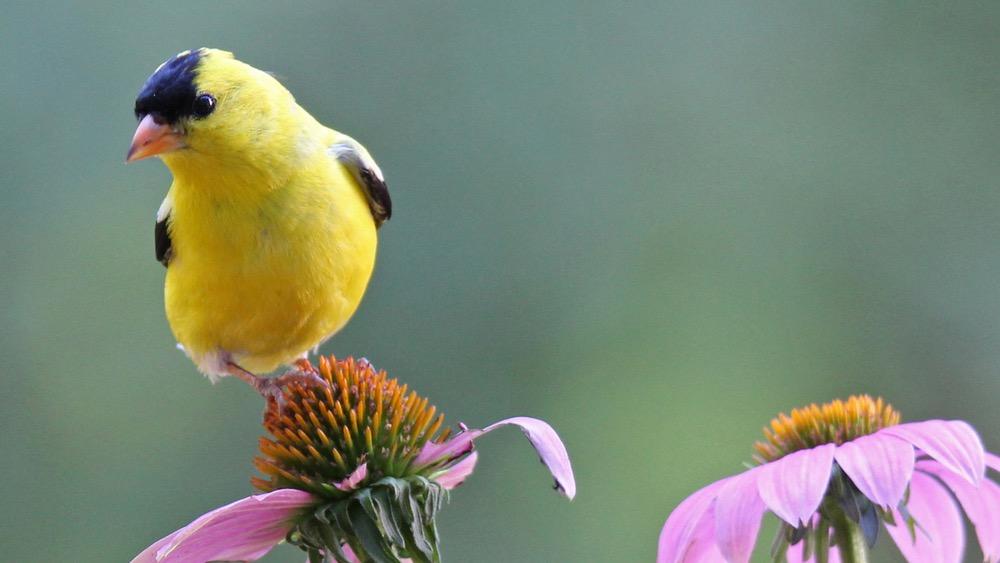 6 Plants That Feed the Birds