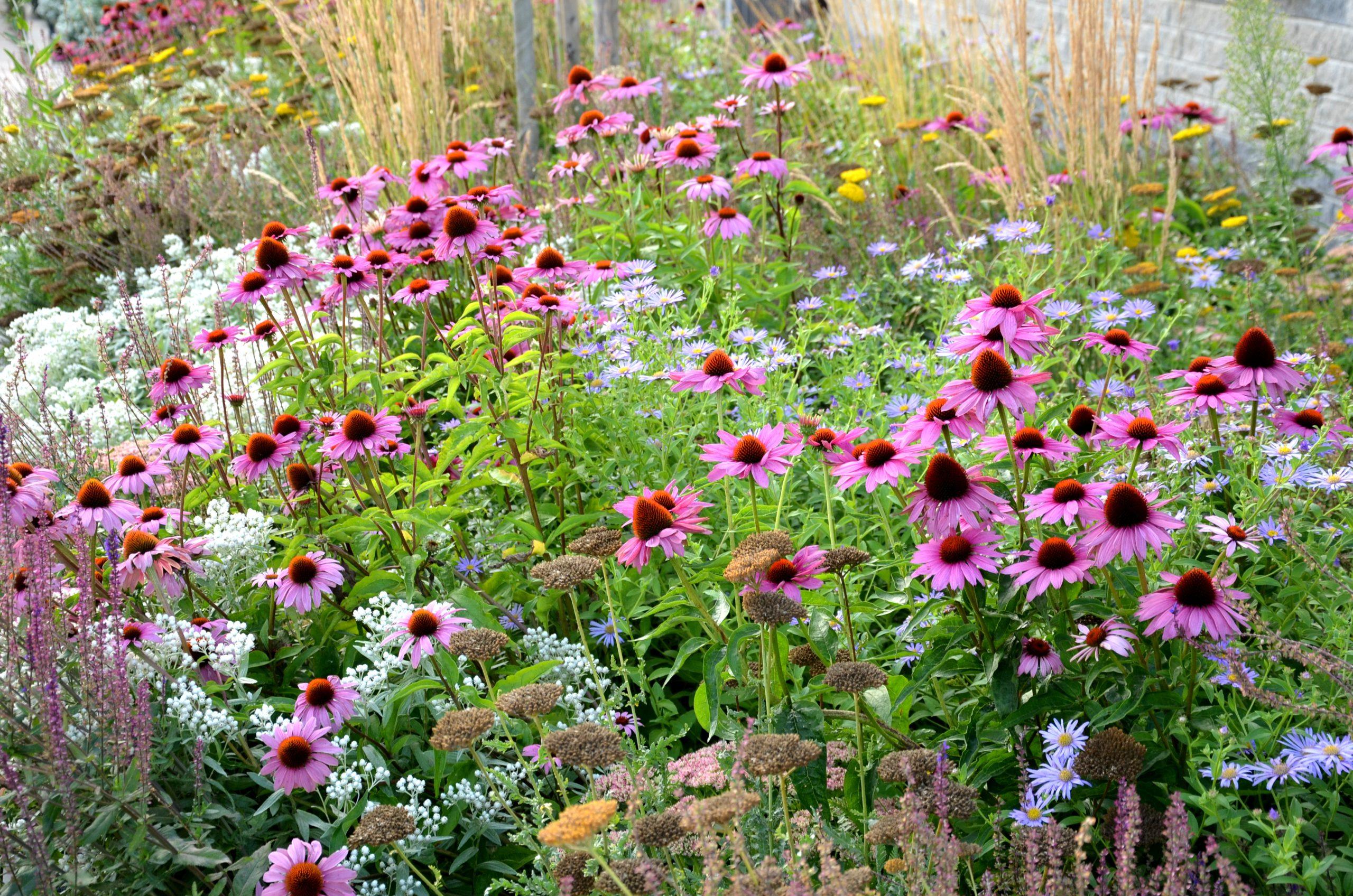 perennial flower bed with a predominance of purple in the garden and parks with bulbs on the street , acutiflora, achillea millefolium, aster amellus, anaphalis, silberregen, veronica spicata, sommerschneee, overdam, telephium, calamangrostis, villosa, officinalis, mulch