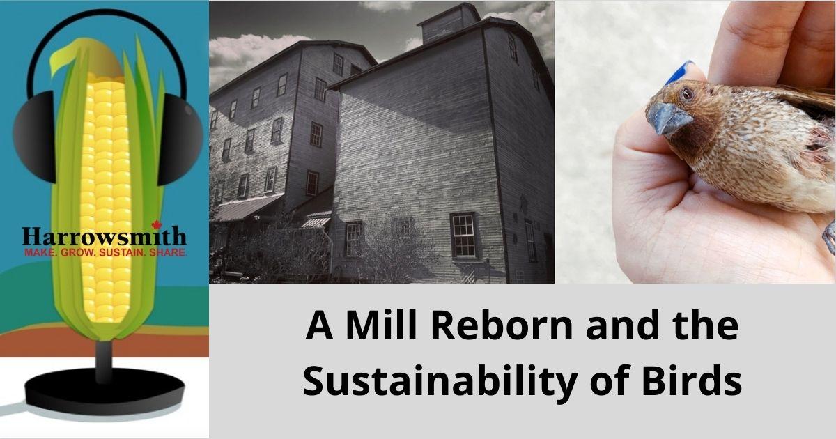 S4E6 (39) A Mill Reborn and the Sustainability of Birds
