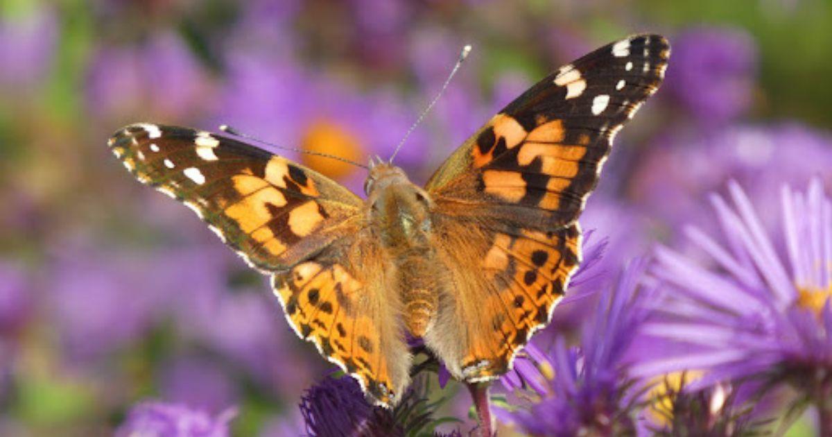 The garden of sunshine and moonlight, a paradise for moths and butterflies