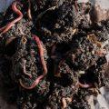 INDOOR VERMICOMPOSTING