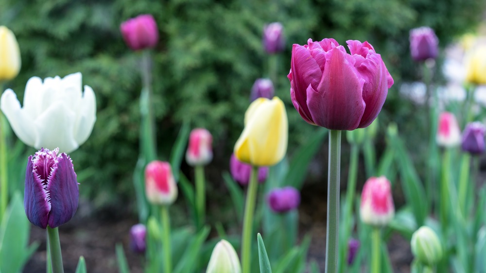 5 Showstopping Spring Bulb Combinations