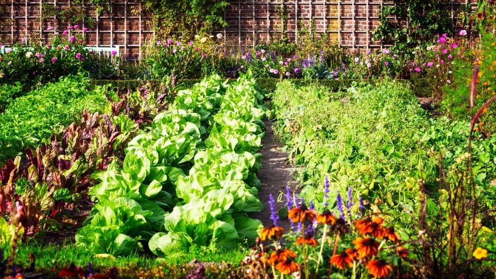 Companion Planting in the Vegetable Garden