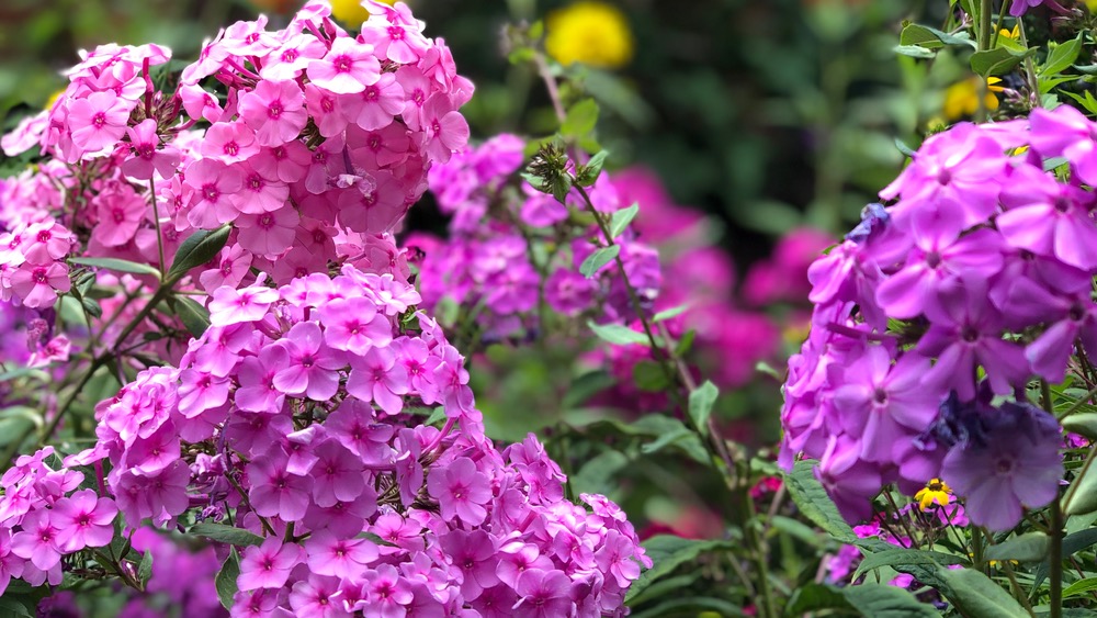 Best Fragrant Plants for Your Garden