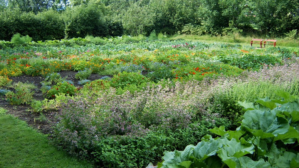 A lush green outdoor vegetable garden on a bright sunny day.