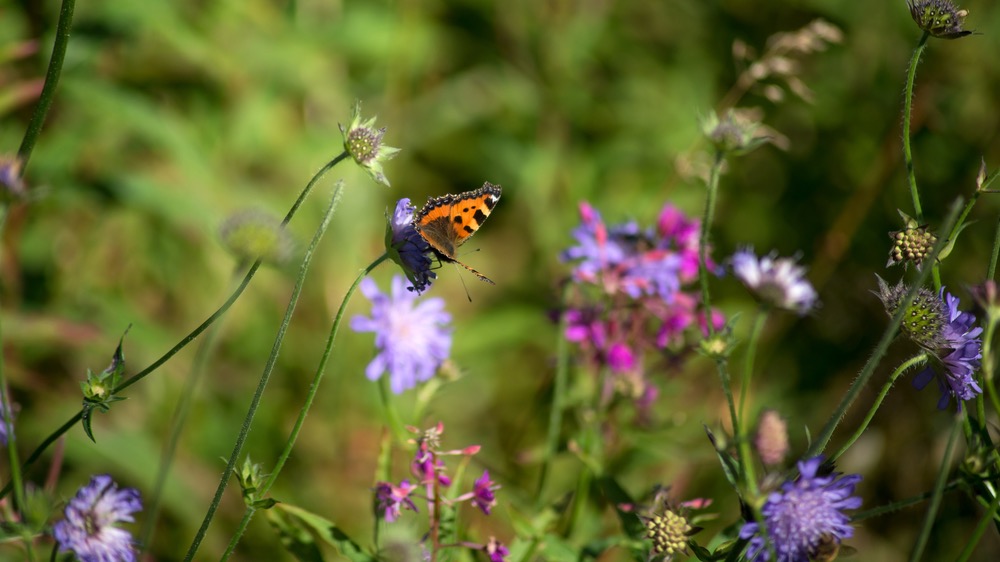 How to Grow a Perennial Meadow
