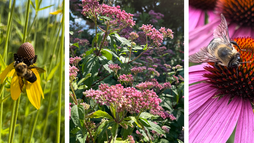 Top Perennials for a Meadow Garden