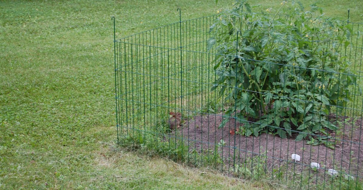 Natural Pest Control in Your Yard & Garden