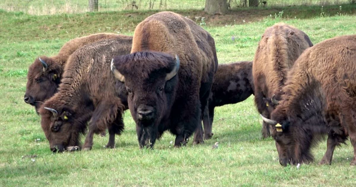 The Canadian Range Rover