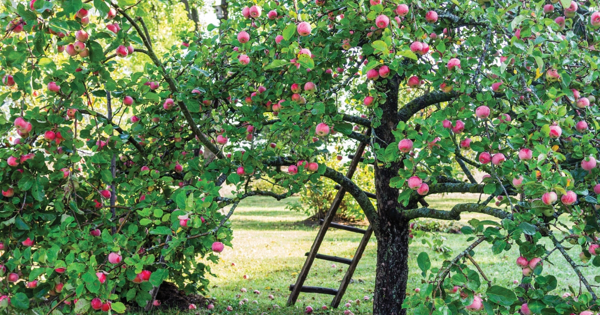 Best Fruit Trees for Small Gardens