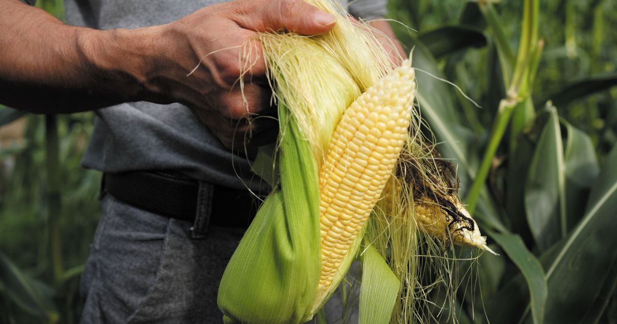 Freshly Picked – Corn and Langoustine Risotto