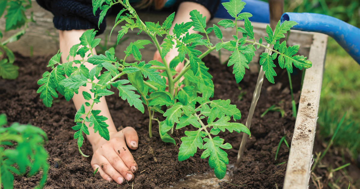 How to Plant Directly into the Ground