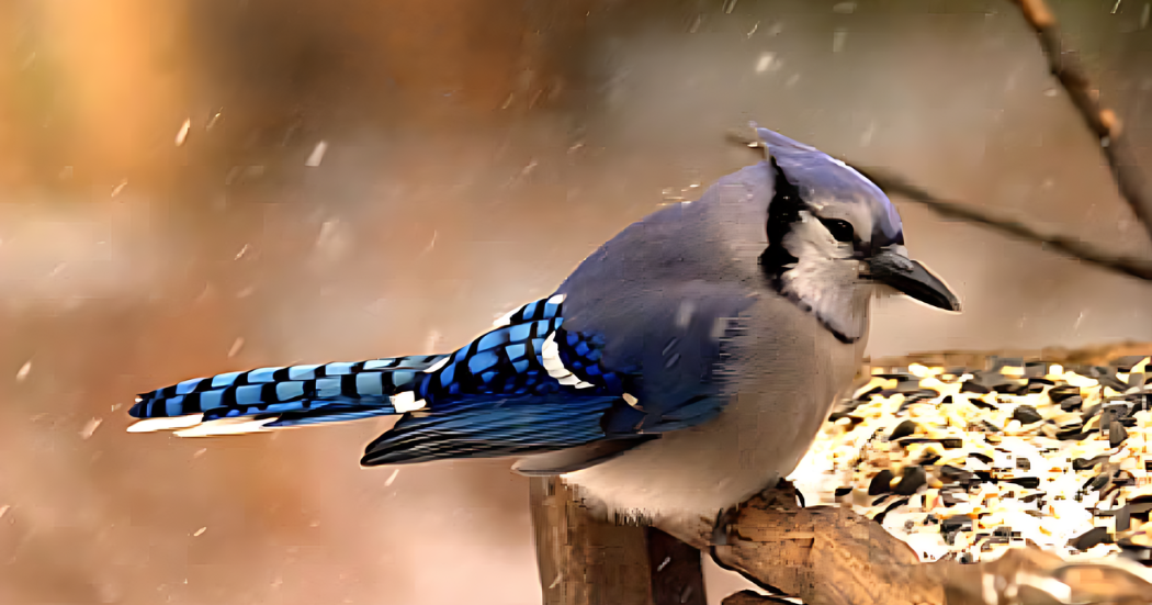 Choosing the Right Birdseed