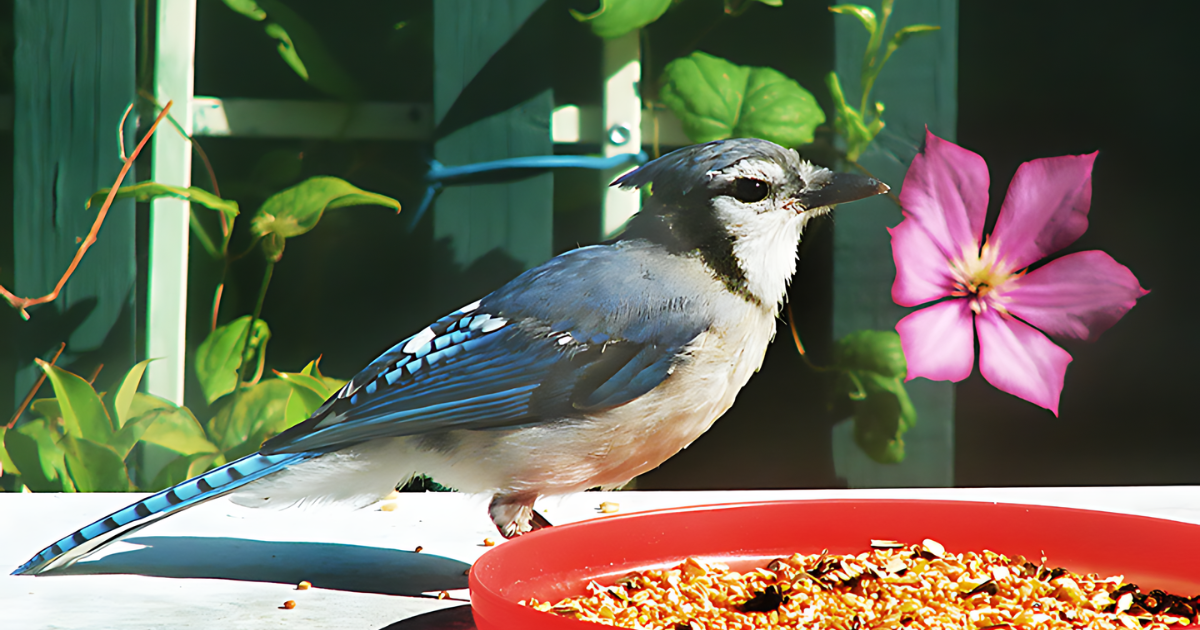 How to Create a Garden that Attracts Wildlife